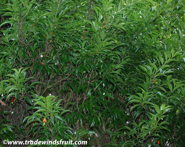 گیلاس ریو گرَند